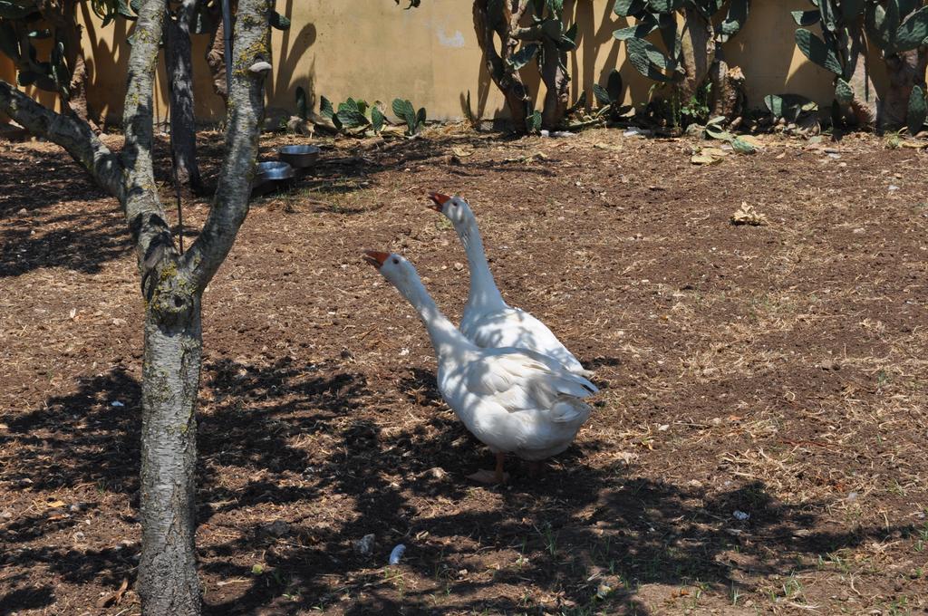 Bed & Breakfast Giardini Di Marzo Lecce Zewnętrze zdjęcie